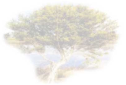 Tea tree oil and manuka oil